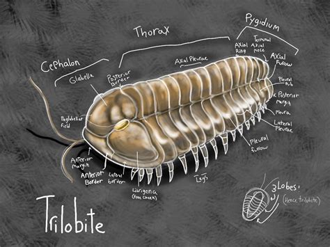 Trilobite anatomy study by Rustedbones on DeviantArt