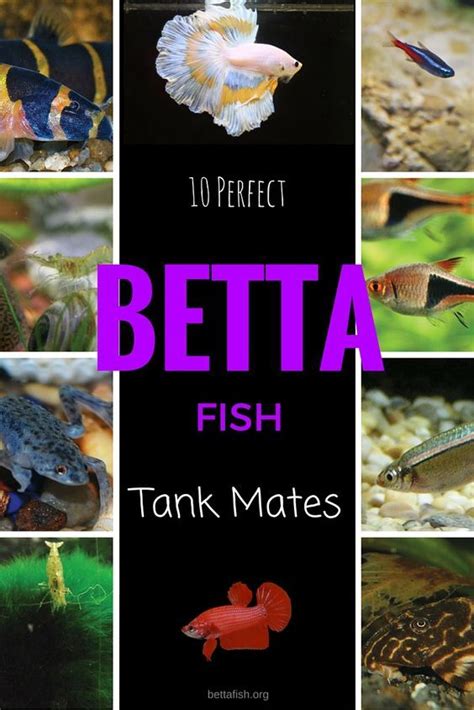 Ready to add a tank mate for your betta fish today? Make sure you read this guide first ...