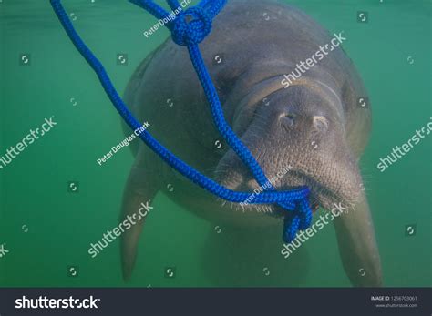 Endangered Florida Manatee Eating Algae Off Stock Photo 1256703061 ...