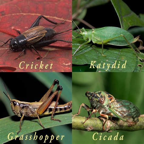 Songs of Insects | Cicada, Insects, Songs