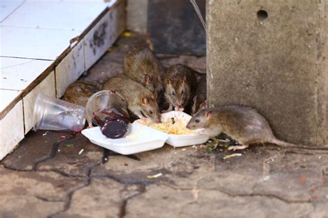 As Rat Sightings Decrease, NYC Is Proving Rats Actually Don't Run This City