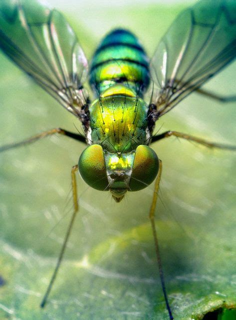 241 best images about Insect Photography by Thomas Shahan on Pinterest | Insectos, Eyes and Arizona