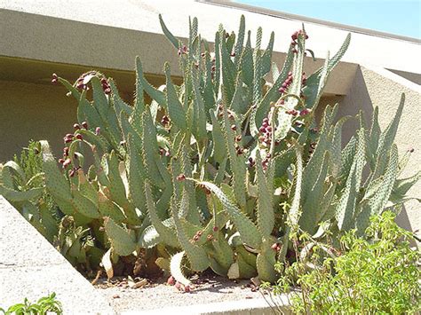 Cow Tongue Plant Picture - All About Cow Photos