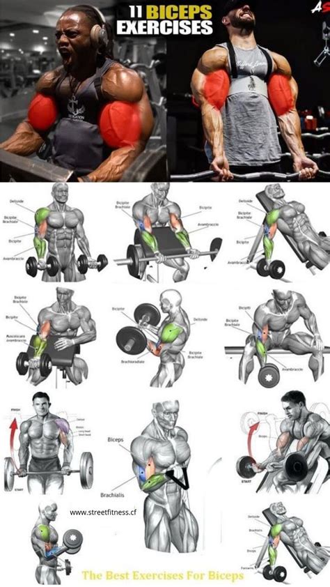 The 15 Best Bicep Workouts and Exercises of All Time | Big biceps workout