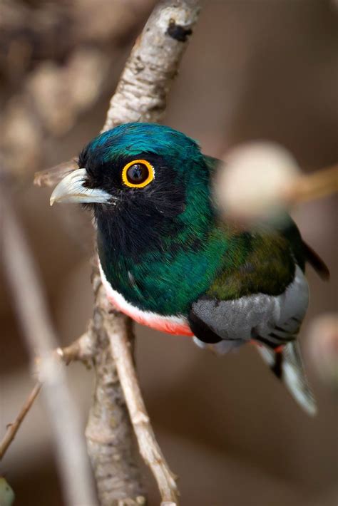 Blue-crowned trogon Trogon curucui | Beautiful birds, Pet birds, Nature ...