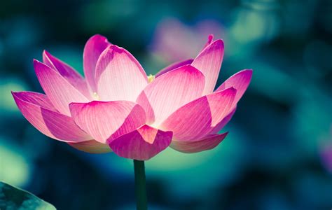 Pink petaled flower, Lotus flower, Water lily, Pink HD wallpaper ...