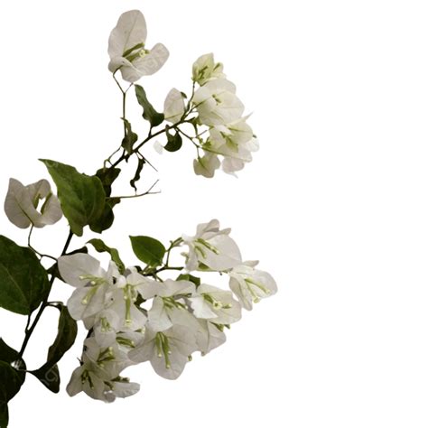 White Bougainvillea Flower, White Bougainvillea, Bougainvillea, Flowers PNG Transparent Clipart ...