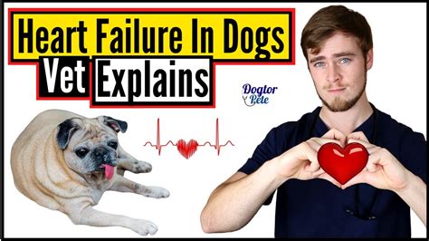 How To Treat Congestive Heart Failure In Dogs