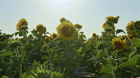 Sunflower Field Harvest Season in Summer 8025363 Stock Video at Vecteezy