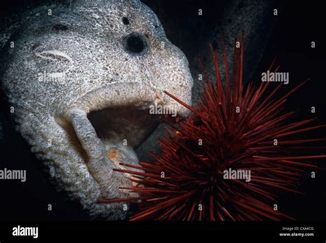 Wolf eel eating - savvyhrom