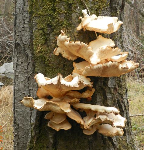 Oyster mushroom Facts, Health Benefits & Nutritional Value