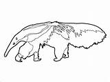 Anteater Coloring Pages Download For Free  sketch template