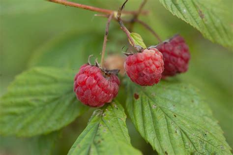 Raspberry Varieties for the Home Garden