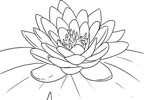 Lotus Coloring Page