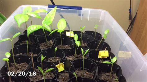 Pawpaw Journey Germination to Seedlings | Seedlings, Germination, Paw paw seeds