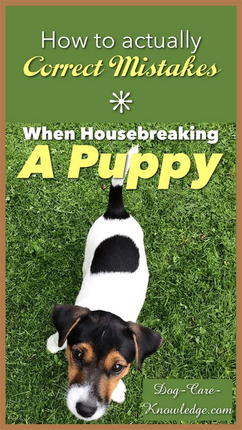 Housebreaking a Puppy: How To Actually Correct Mistakes