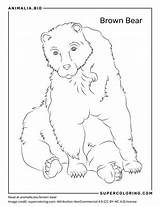 Datos De Oso kamchatka Dieta Hábitat E Imágenes En Animaliabio sketch template
