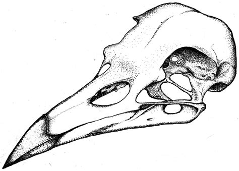 So Many Variations Bird Skull Drawing - HEART WITH DRAWING