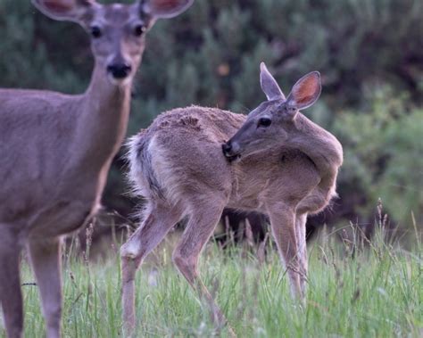 Coues Deer Facts & Information (subspecies of White Tailed Deer)