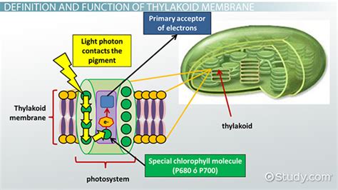 Thylakoid Membrane in Photosynthesis: Definition, Function & Structure ...