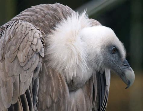 vulture | Birds of prey, Animals beautiful, Animals