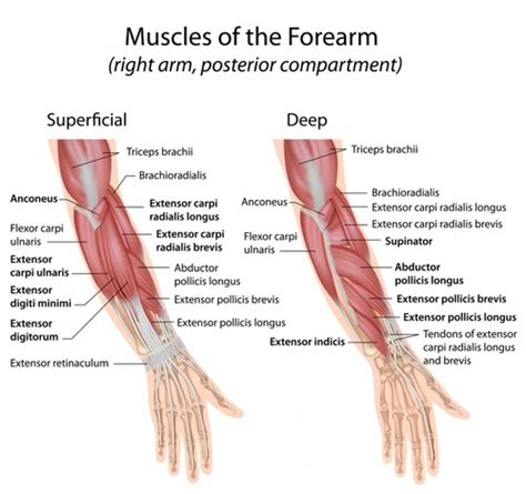 Arm Muscles Diagram Posterior : Upper Limb Muscles - Muscles of the ...