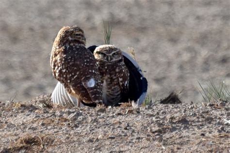 Adventures through Photography: Salton Sea: Burrowing Owls and Sonny ...