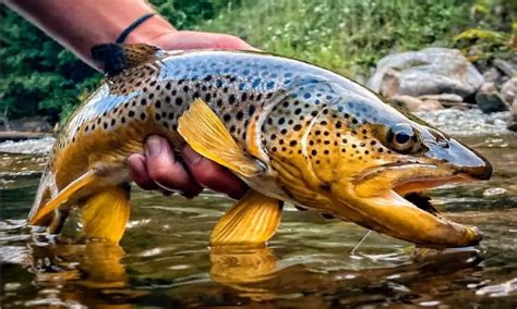 Brown Trout Fishing: Tactics And Tips From Experts