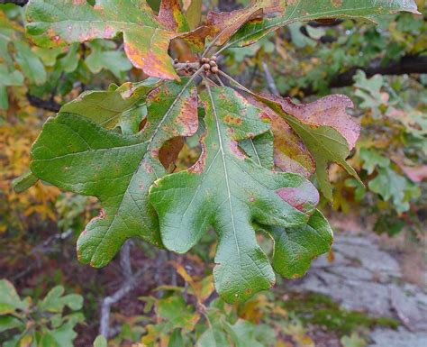 Quercus stellata (post oak): Go Botany