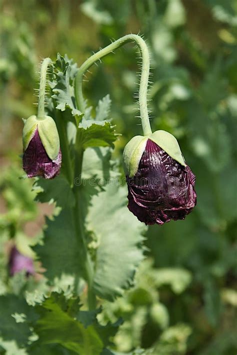 Black poppy flower stock image. Image of petal, spring - 304695469