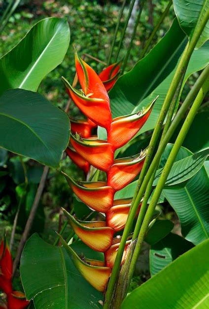 Premium Photo | Heliconia flower on tropical rainforest