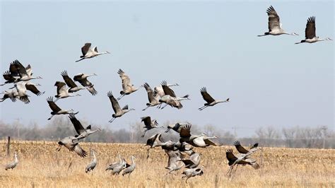 Sandhill Cranes Heading South, Finally, As Late Migration Sparks ...