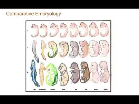 What Is Comparative Embryology Examples