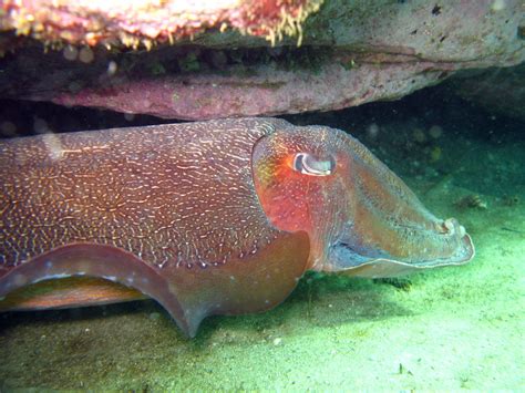 Australian Giant Cuttlefish (Sepia apama) « Australian Animals