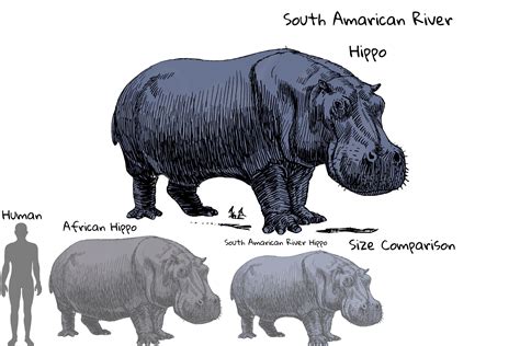 South American river hippo : r/SpeculativeEvolution