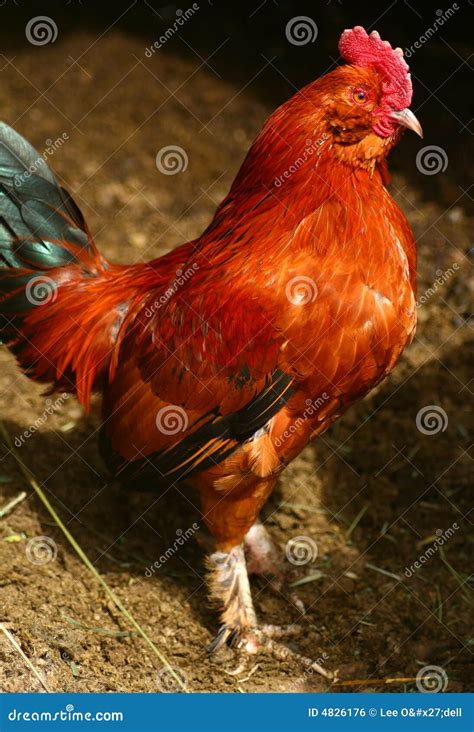 Banty Rooster 2 Royalty Free Stock Image - Image: 4826176