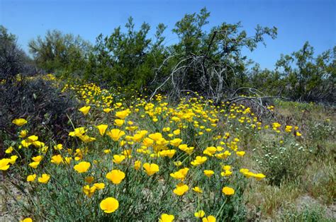 Eschscholzia californica, California Poppy, Southwest Desert Flora