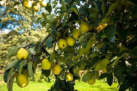 Membrillo, una fruta en la corona | Secretaría de Agricultura y ...