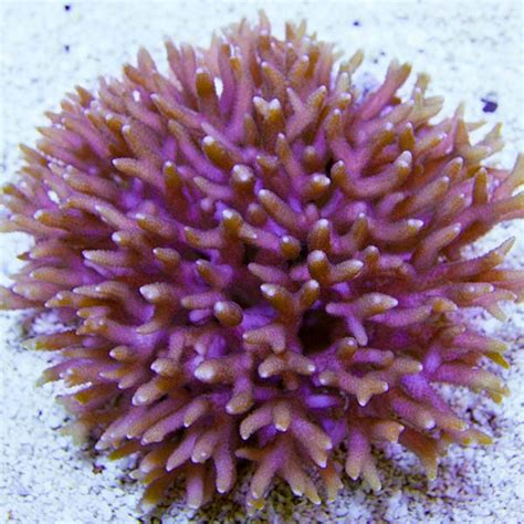 Birdsnest Coral: Saltwater Aquarium Corals for Marine Reef Aquariums