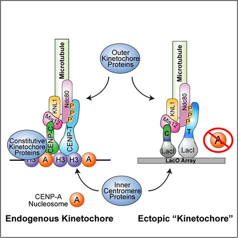 Induced Ectopic Kinetochore Assembly Bypasses the Requirement for CENP-A Nucleosomes: Cell