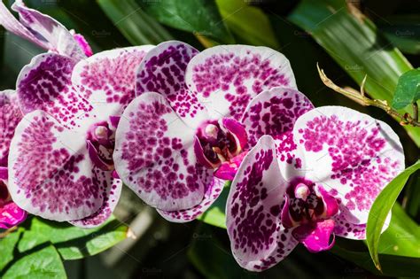 Purple and white orchid flowers | High-Quality Nature Stock Photos ~ Creative Market