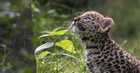 CMZoo: Two Amur leopard cubs at one week old