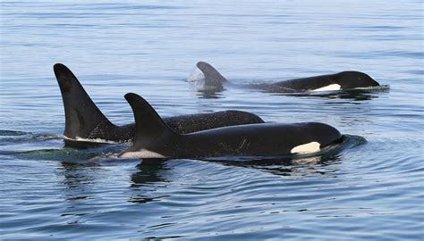 Pod of Orcas — Raincouver Beauty