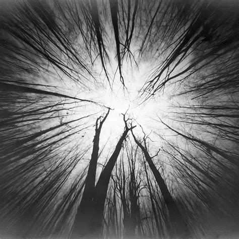 Scary Forest, photography, pinhole by Leszek Wyrzykowski - Art Limited