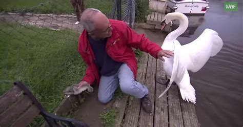 Watch angry swan attack wildlife worker as he rescues bird's trapped ...