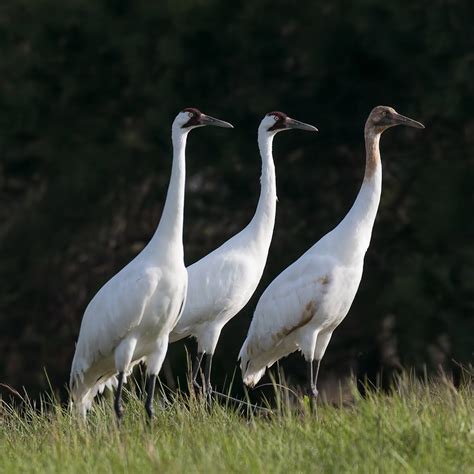 WHOOPING CRANE FESTIVAL - February 24-27, 2024 - National Today