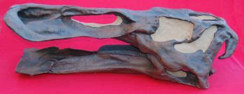 Edmontosaurus annectens (Anatosaurus) Skull & Jaws – DinoGear