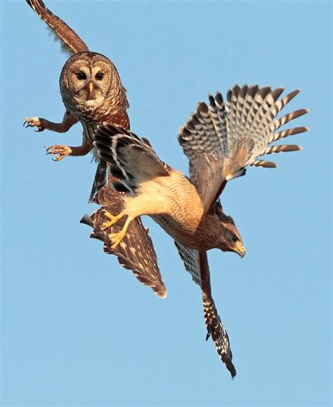 7 best Owl and hawk images on Pinterest | Barn owls, Hawks and Owls