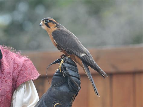 The Online Zoo - Aplomado Falcon