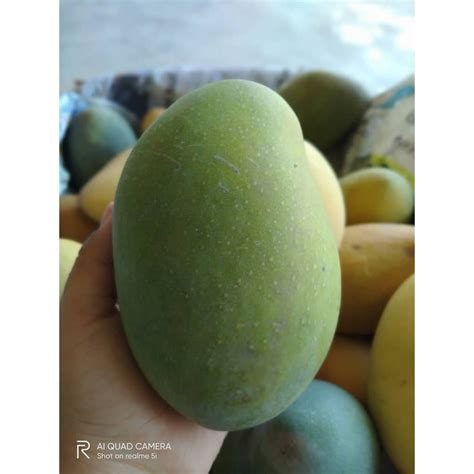 mangga harum manis segar | Shopee Malaysia